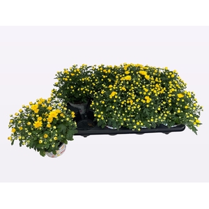 CHRY PARAD YELLOW