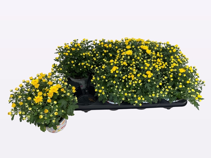 <h4>CHRY PARAD YELLOW</h4>