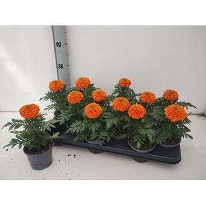 TAG ER TAISH ORANGE