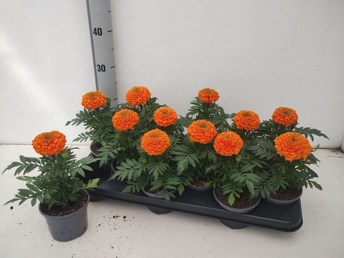 <h4>TAG ER TAISH ORANGE</h4>