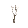 Syringa Branch Extra Giordano