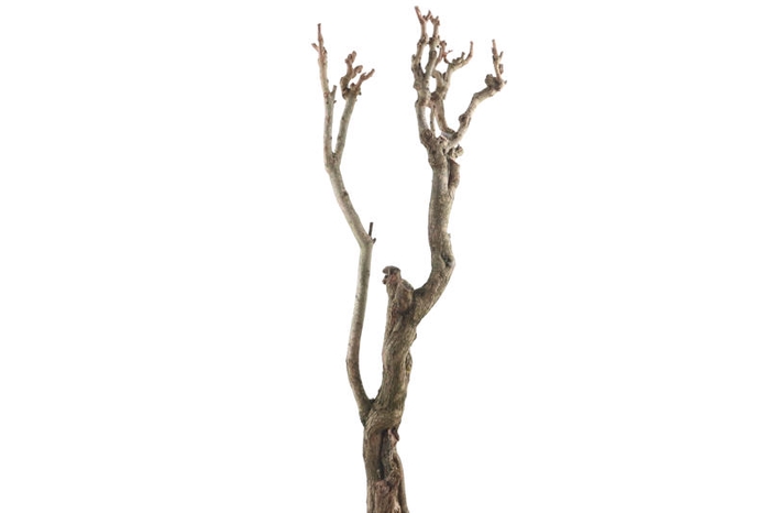 Syringa Branch Extra Giordano