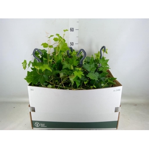 Hedera   ...green leafed