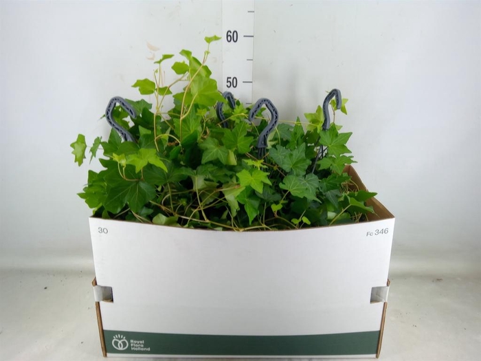 <h4>Hedera   ...green leafed</h4>