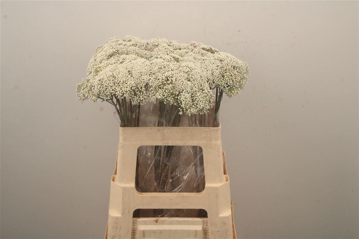 <h4>Ozoth Cooks Tall White</h4>