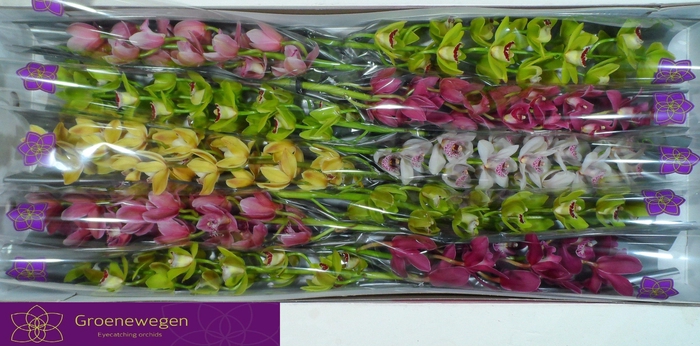 <h4>CYMB MI GEM</h4>