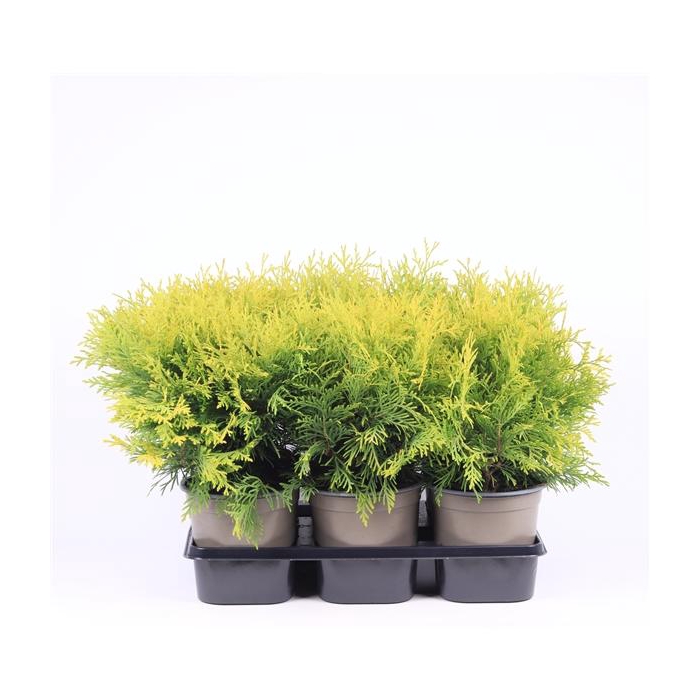 <h4>Thuja occidentalis 'Golden Globe'</h4>