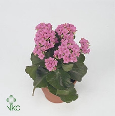 Kalanchoe Cora