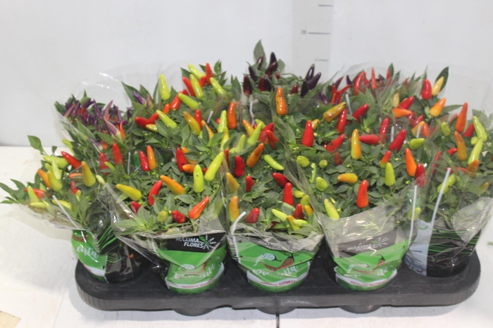 <h4>PIMENTA P11</h4>