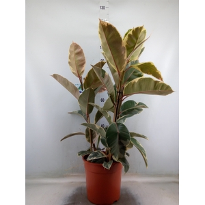 Ficus elastica 'Tineke'