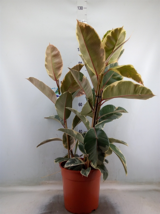 <h4>Ficus elastica 'Tineke'</h4>