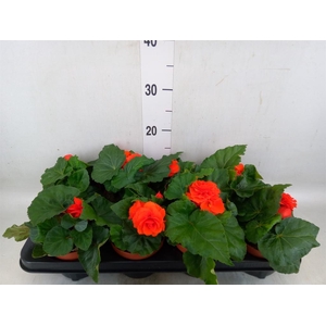 Begonia tuber.   ...