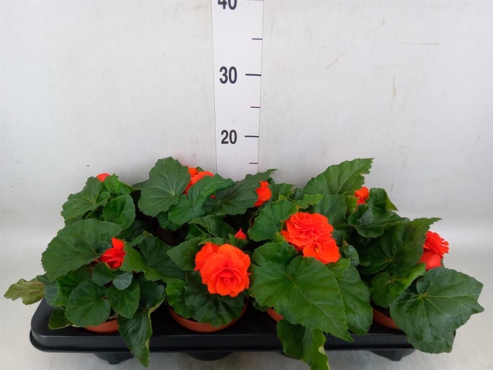 <h4>Begonia tuber.   ...</h4>