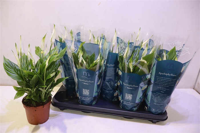 <h4>Spath Bellini</h4>