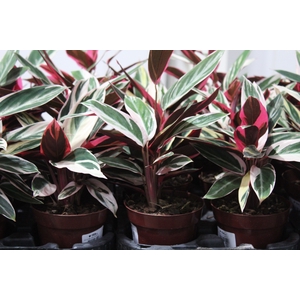 CALATHEA TRIALSTAR P12