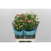 Ranunculus Butterfly Eris