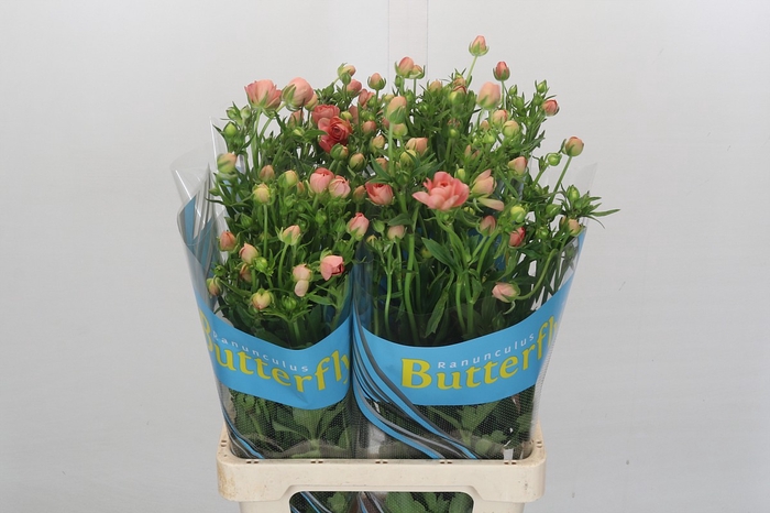 Ranunculus Butterfly Eris