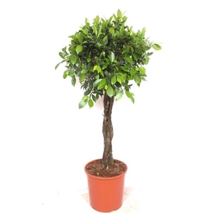 Ficus overig