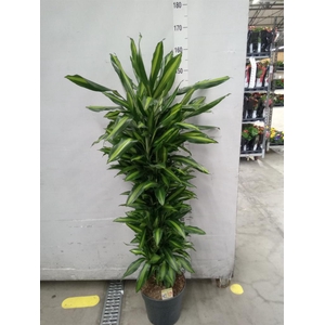 Dracaena frag. 'Cintho'