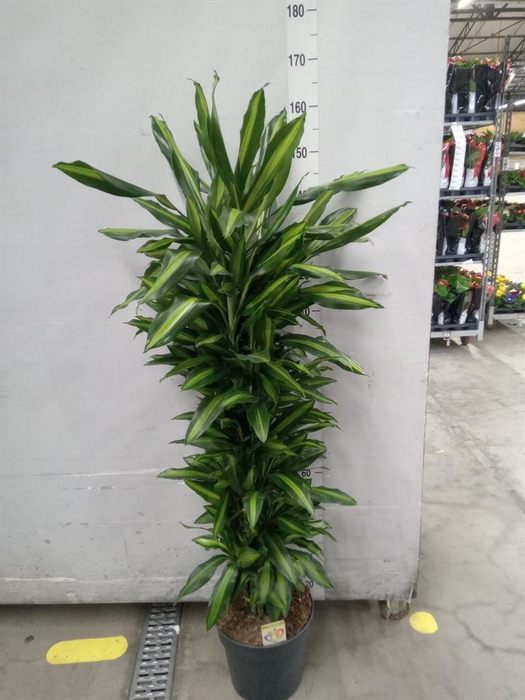 <h4>Dracaena frag. 'Cintho'</h4>