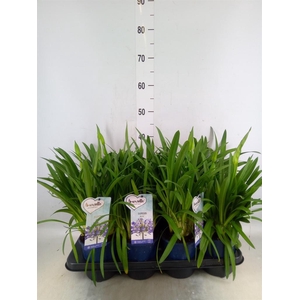 Agapanthus  'Amourette Superb'