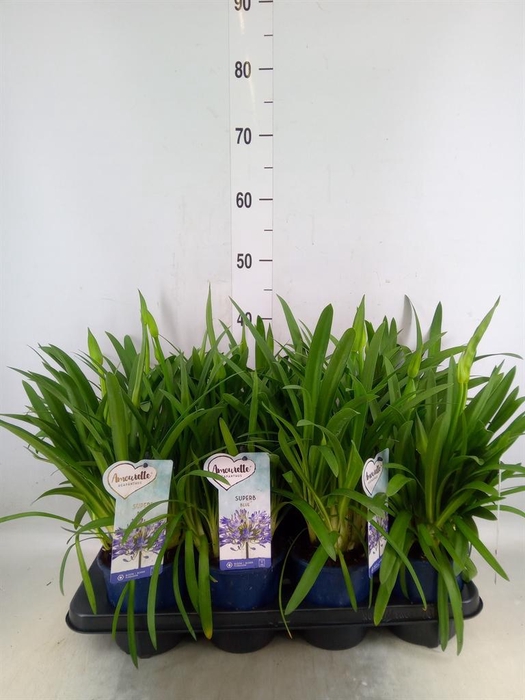 <h4>Agapanthus  'Amourette Superb'</h4>