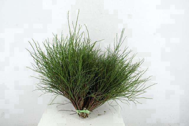 <h4>VACCINIUM(BOSBES) PER BUNCH</h4>