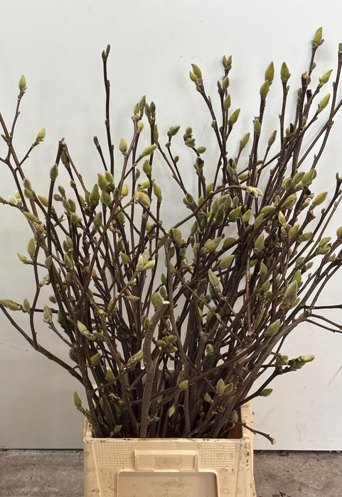 <h4>MAGNOLIA OV</h4>