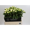 Paeonia Duchesse De Nemours