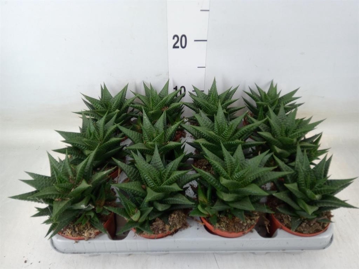<h4>Haworthia limifolia</h4>