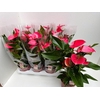 Anthurium Andreanum rose Melito