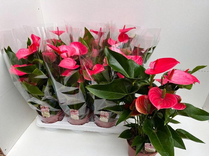 Anthurium Andreanum rose Melito