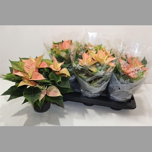 Euphor P Chr B Queen