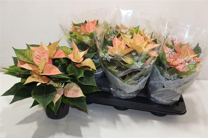 <h4>Euphor P Chr B Queen</h4>