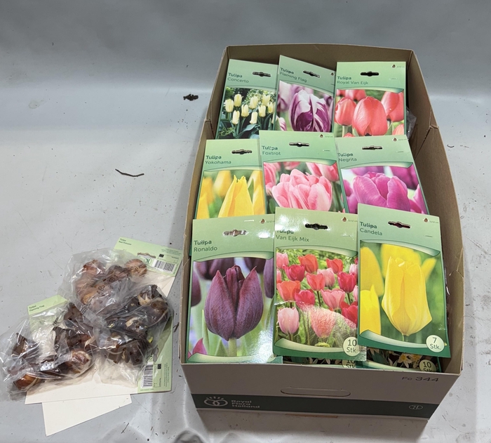 <h4>BLOEMBOL TULIPA</h4>