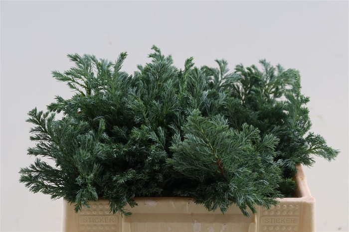 <h4>Chamaecyparis Pisifera Boulevard</h4>