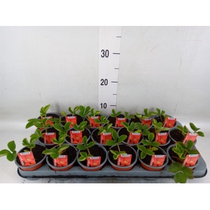 Fragaria ananassa 'Elsanta'