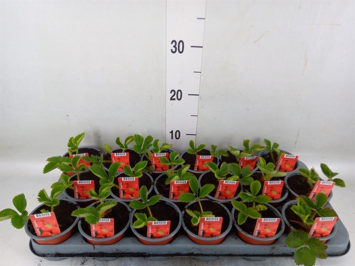 <h4>Fragaria ananassa 'Elsanta'</h4>