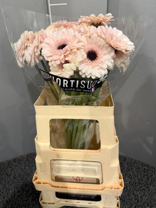 <h4>GE MI KOKOMO</h4>