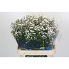 Aster White Gypsy
