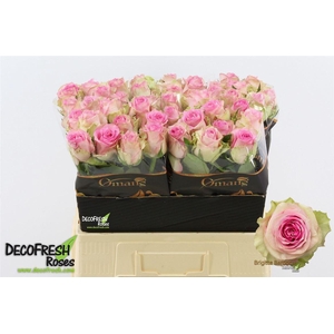 R Gr Brigitte Bardot