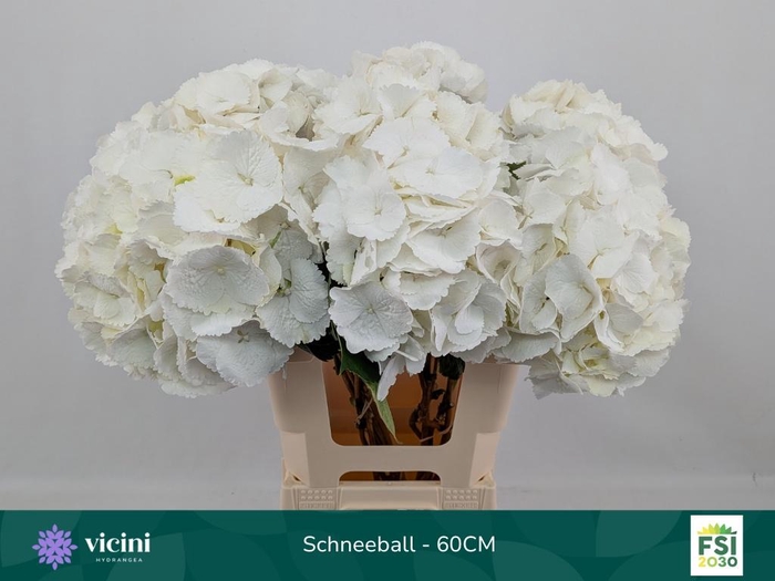 <h4>HYDR M SCHNEEBALL</h4>