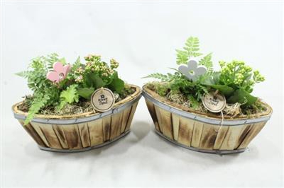 <h4>5093 KANO INDOOR</h4>