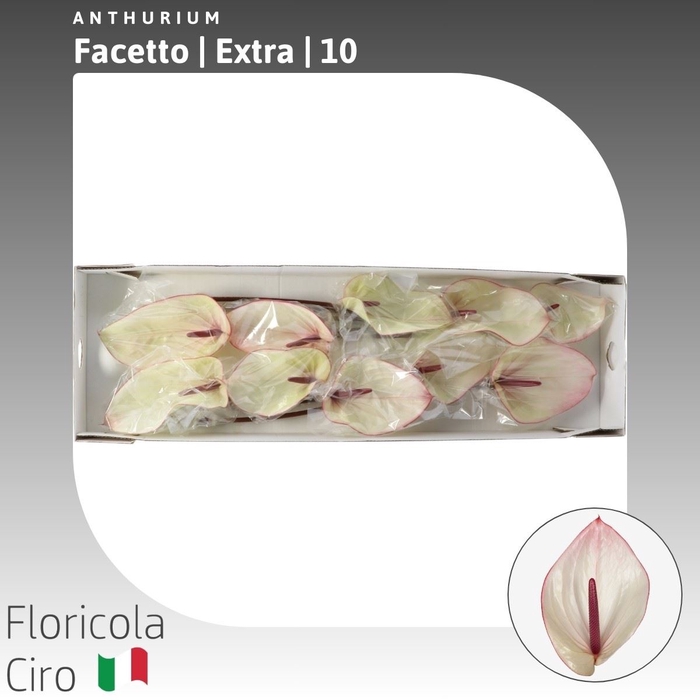 <h4>Anthurium Facetto | Extra</h4>