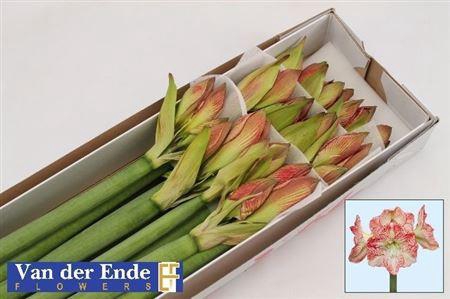 <h4>Hipp Ga Mega Star</h4>