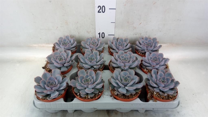 <h4>Echeveria  'Orion'</h4>