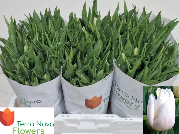 <h4>TU EN WHITE PRINCE</h4>