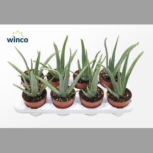 ALOE VERA