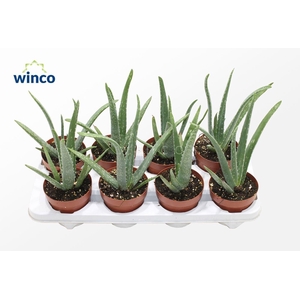 ALOE VERA