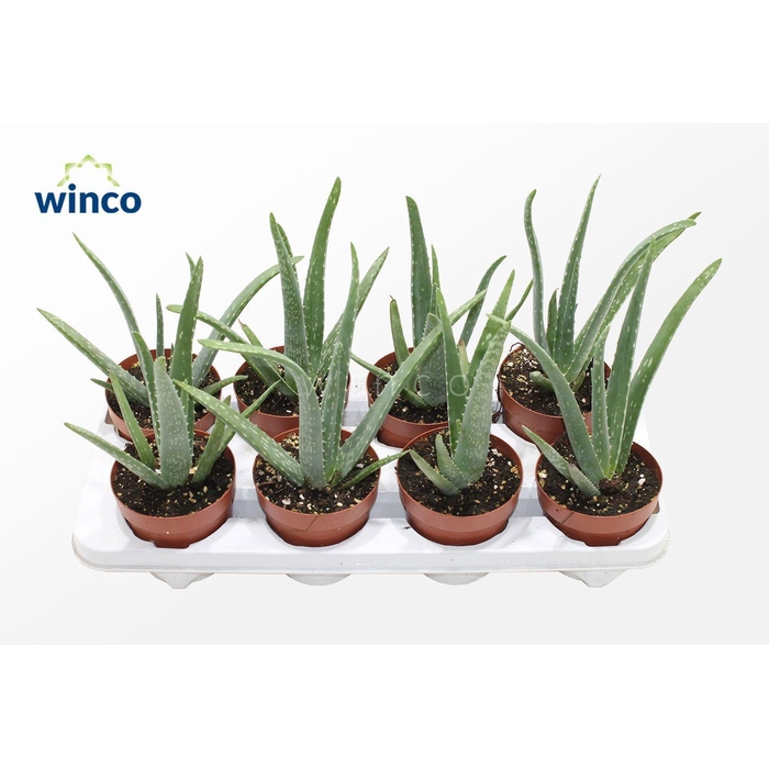 <h4>ALOE VERA</h4>